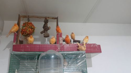 Кенар самець, канарка