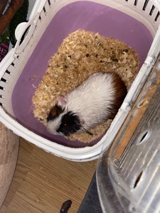 Морська свинка