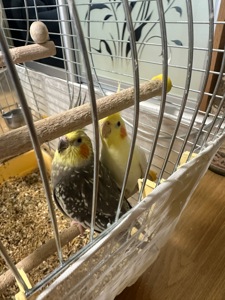 Віддам корел безкоштовно