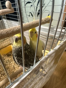 Віддам корел безкоштовно