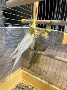 Віддам корел безкоштовно