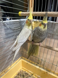 Віддам корел безкоштовно