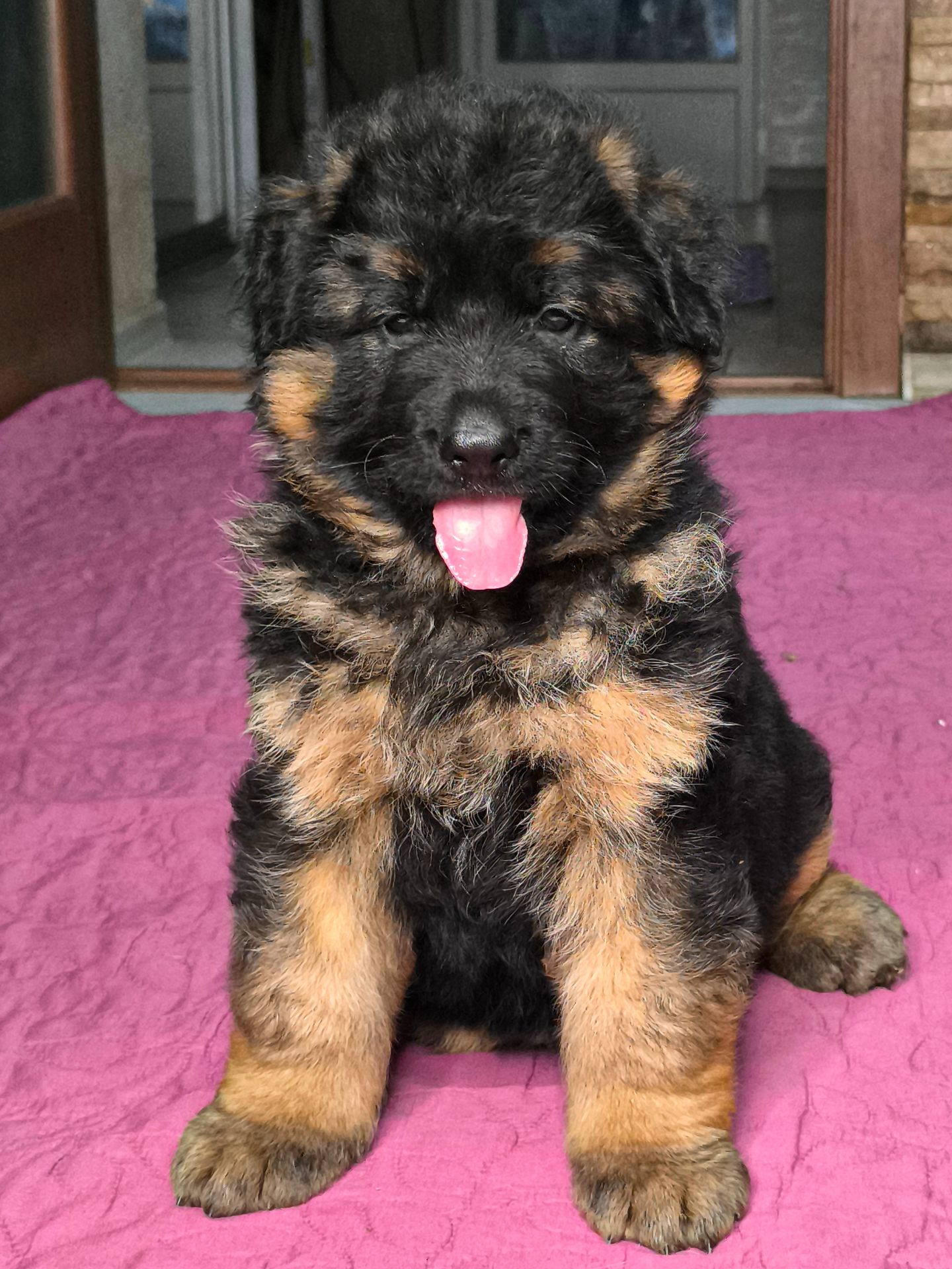 Щенок немецкой овчарки, мальчик, КСУ