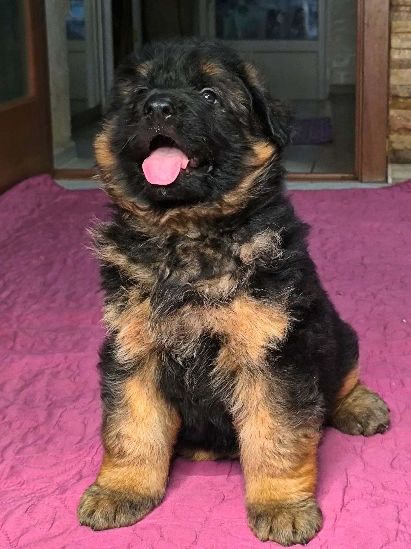 Щенок немецкой овчарки, мальчик, КСУ