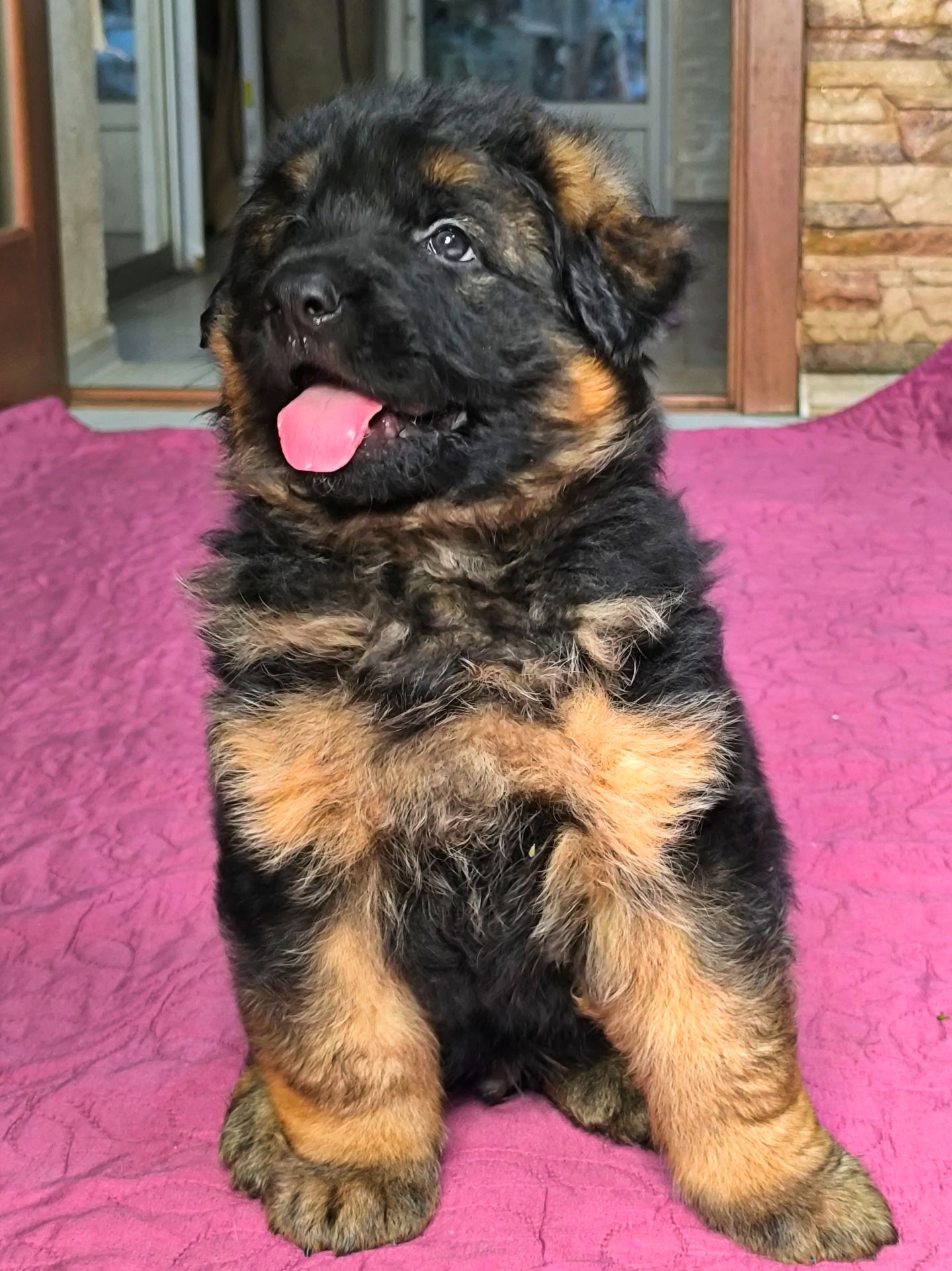 Щенок немецкой овчарки, мальчик, КСУ