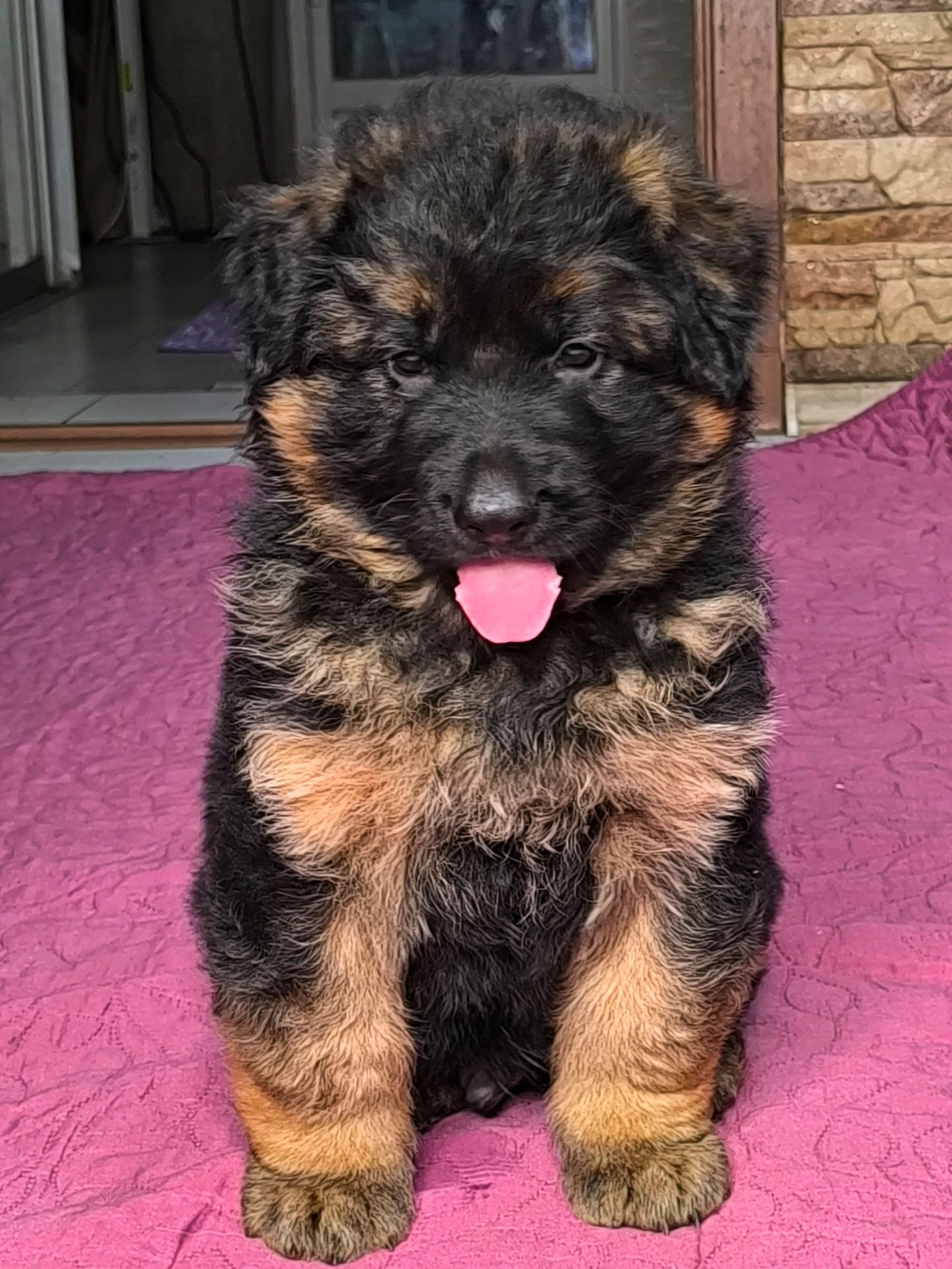 Щенок немецкой овчарки, мальчик, КСУ