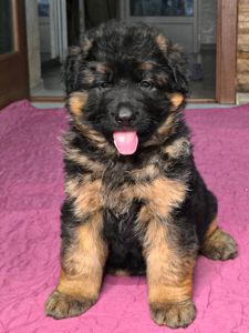 Щенок немецкой овчарки, мальчик, КСУ