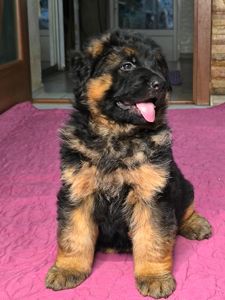 Щенок немецкой овчарки, мальчик, КСУ