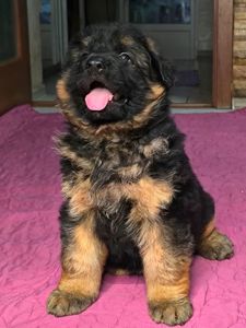 Щенок немецкой овчарки, мальчик, КСУ