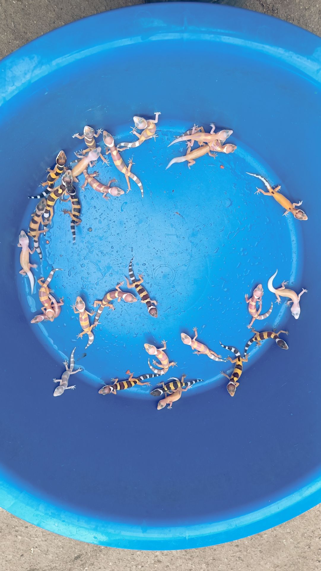 Малыши эублефара этого года