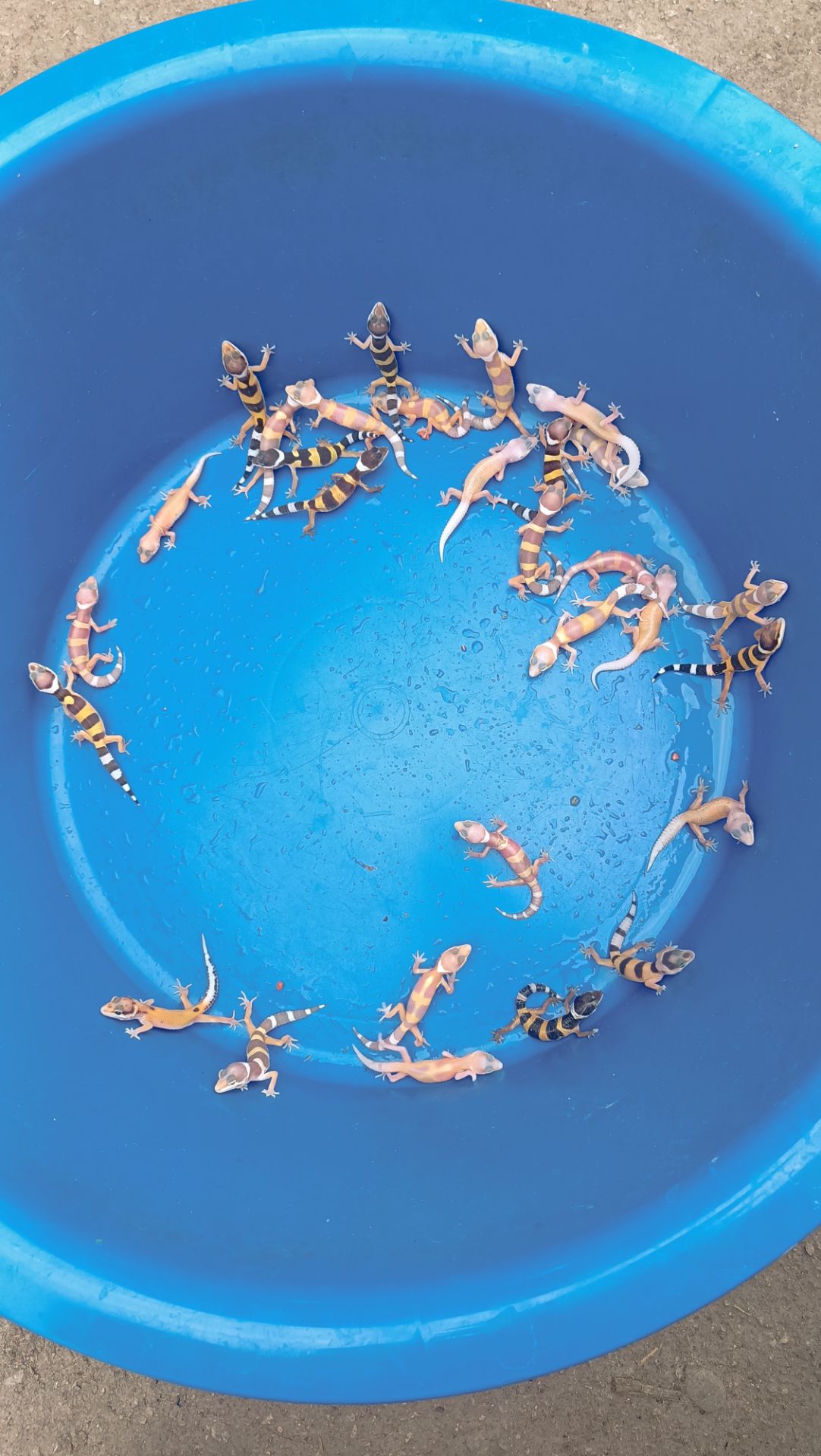 Малыши эублефара этого года