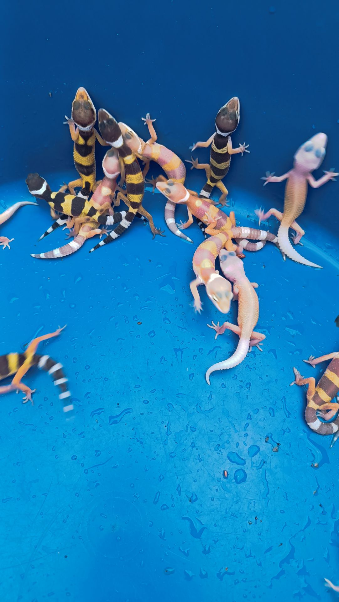 Малыши эублефара этого года