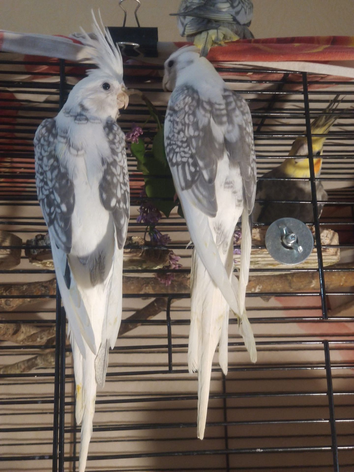 Продаються ексклюзивні безщокі корели.