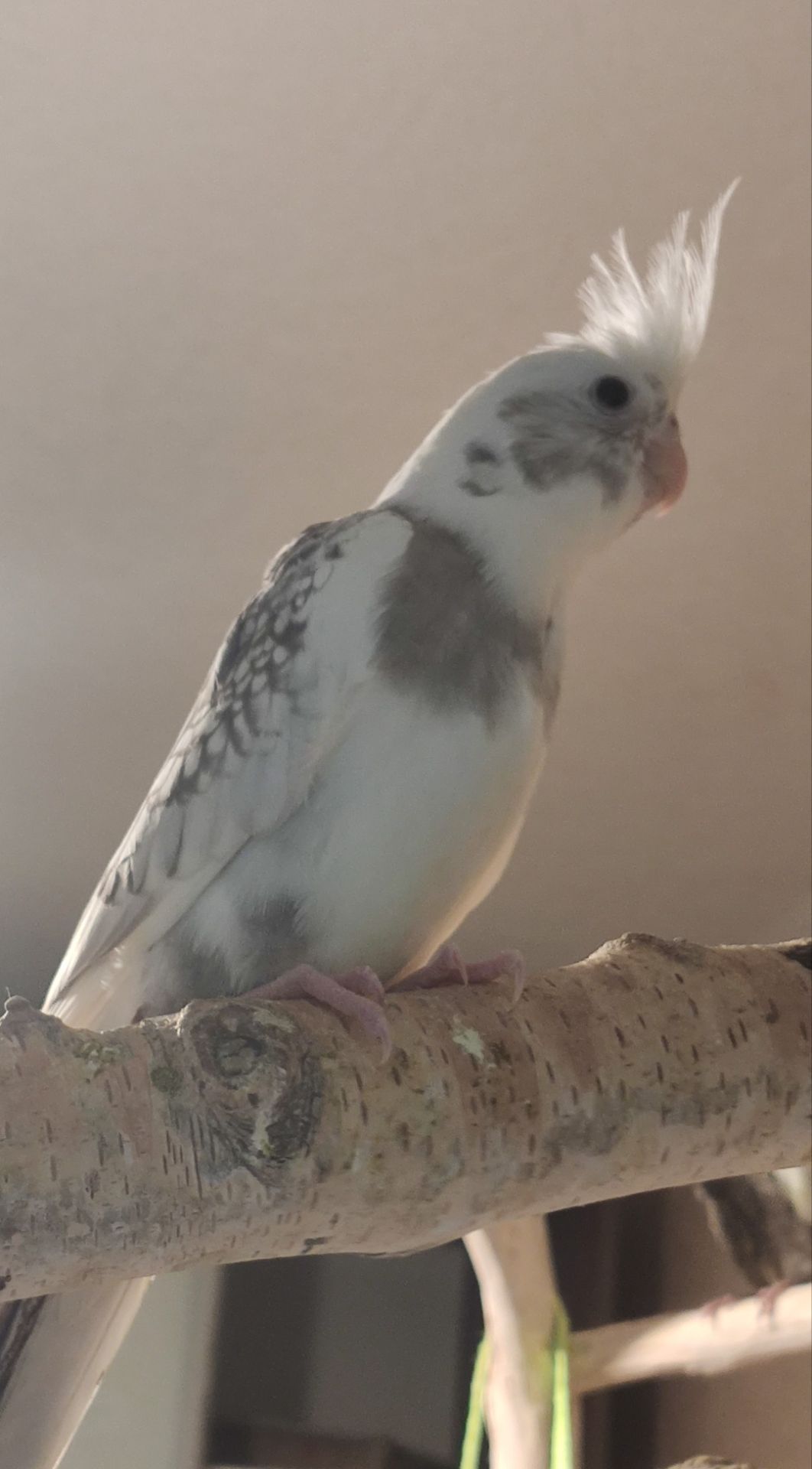 Продаються ексклюзивні безщокі корели.