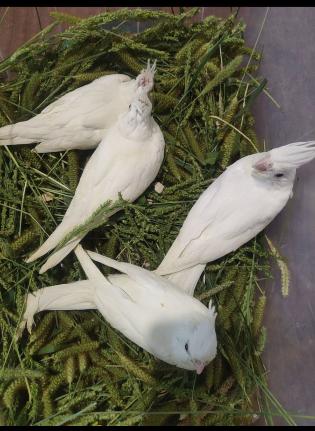 Продаються ексклюзивні безщокі корели.