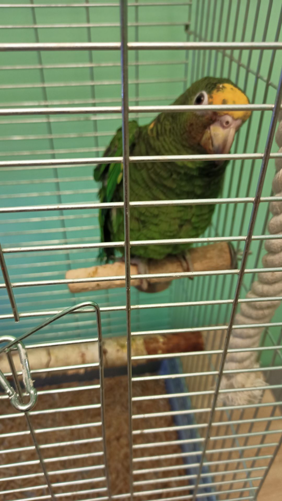 Продам ручного амазона