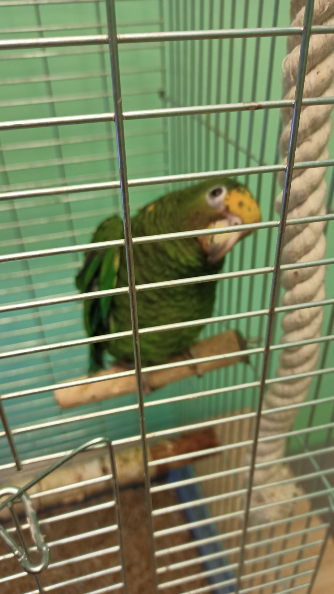 Продам ручного амазона