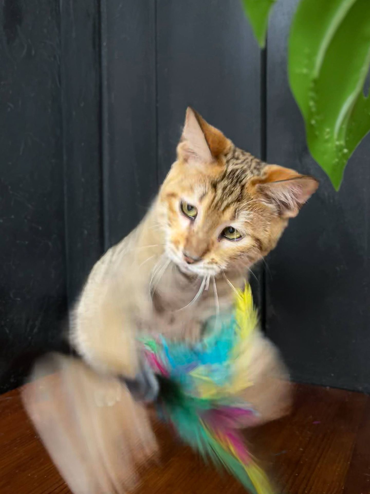 Котик породи Тойгер, Ніс