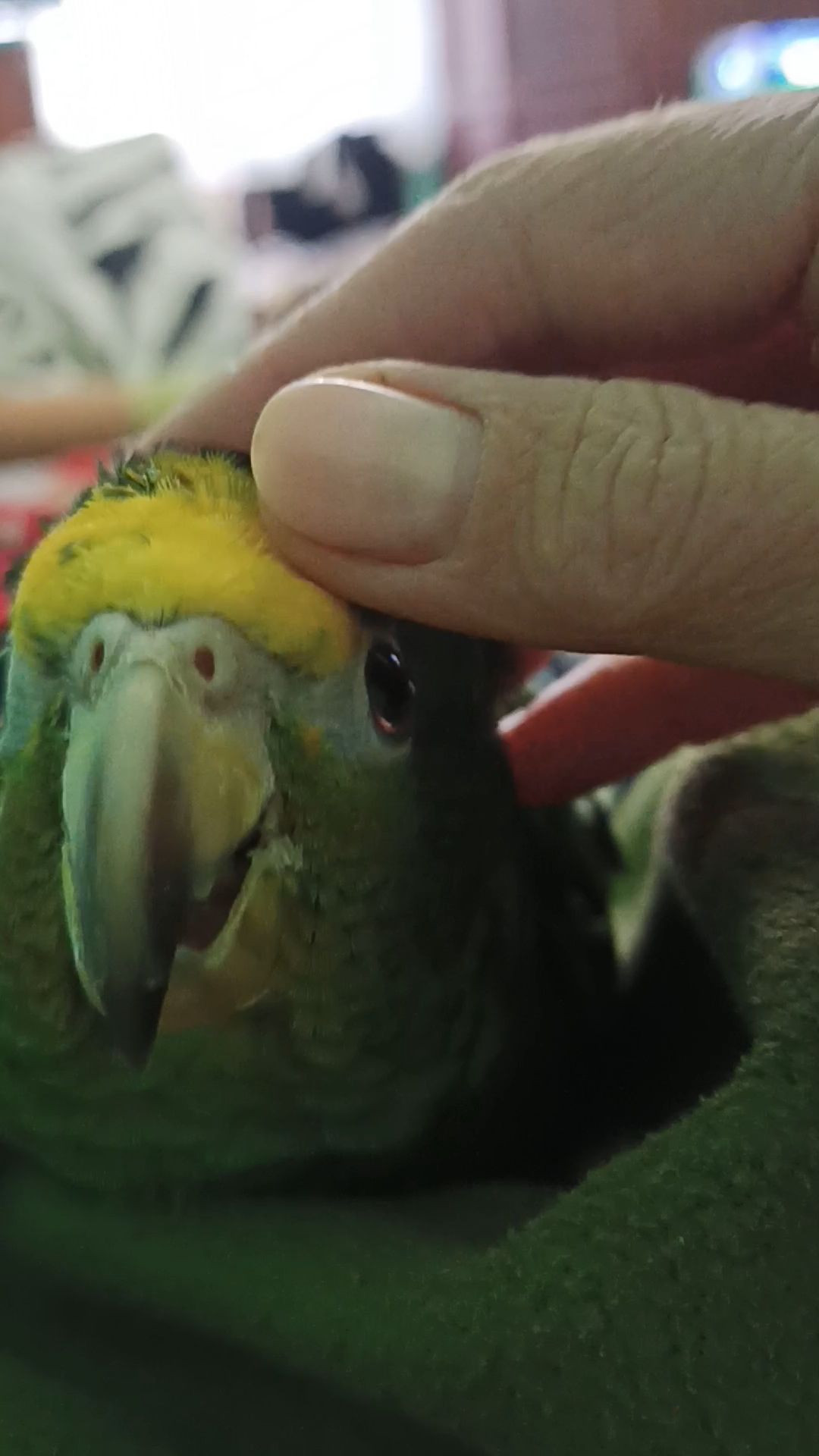 Продам ручного амазона