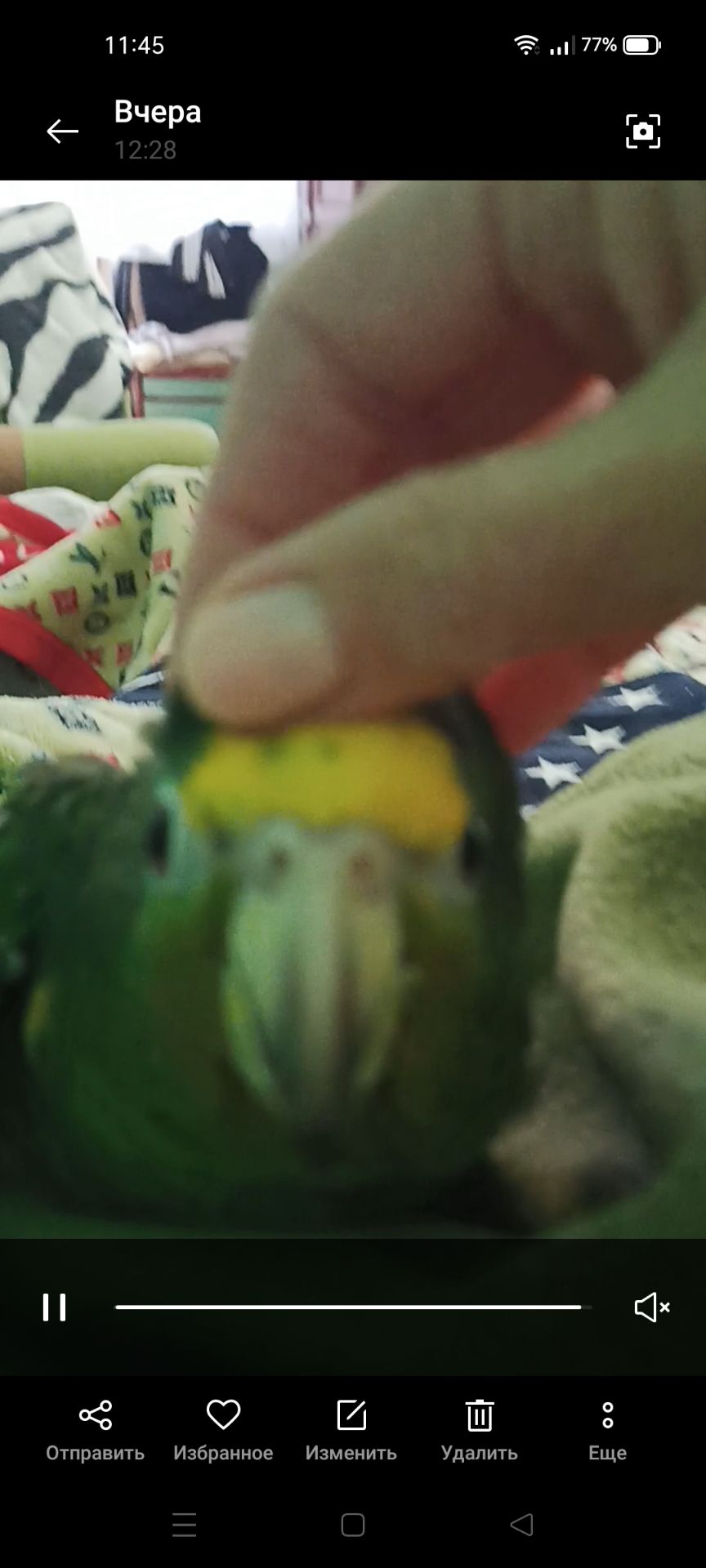 Продам ручного амазона