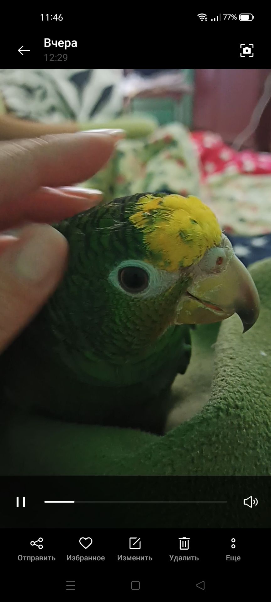 Продам ручного амазона