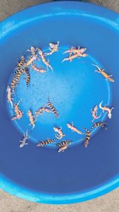 Малыши эублефара этого года