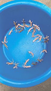 Малыши эублефара этого года