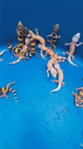 Малыши эублефара этого года