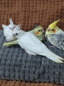 Продаються ексклюзивні безщокі корели.