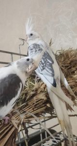 Продаються ексклюзивні безщокі корели.