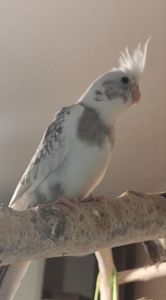 Продаються ексклюзивні безщокі корели.