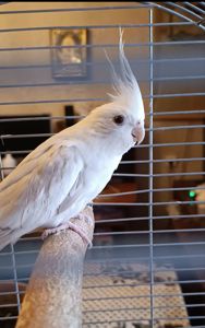 Продаються ексклюзивні безщокі корели.