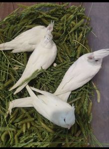 Продаються ексклюзивні безщокі корели.