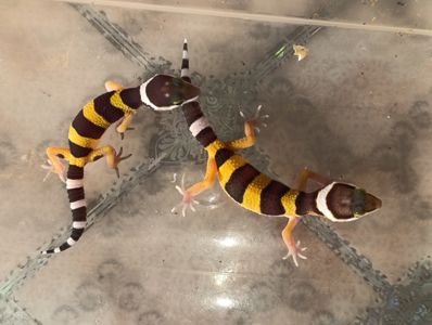 Еублефар гекон еублефар плямистий гекон