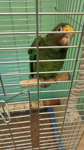 Продам ручного амазона