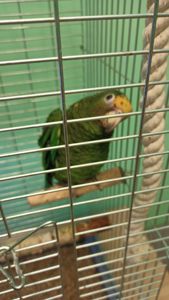 Продам ручного амазона