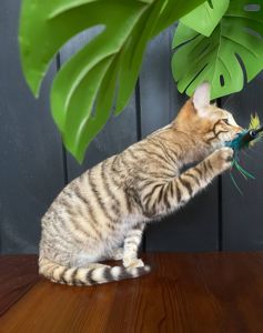 Котик породи Тойгер, Ніс