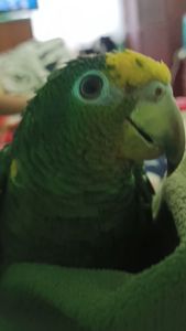 Продам ручного амазона