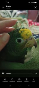 Продам ручного амазона