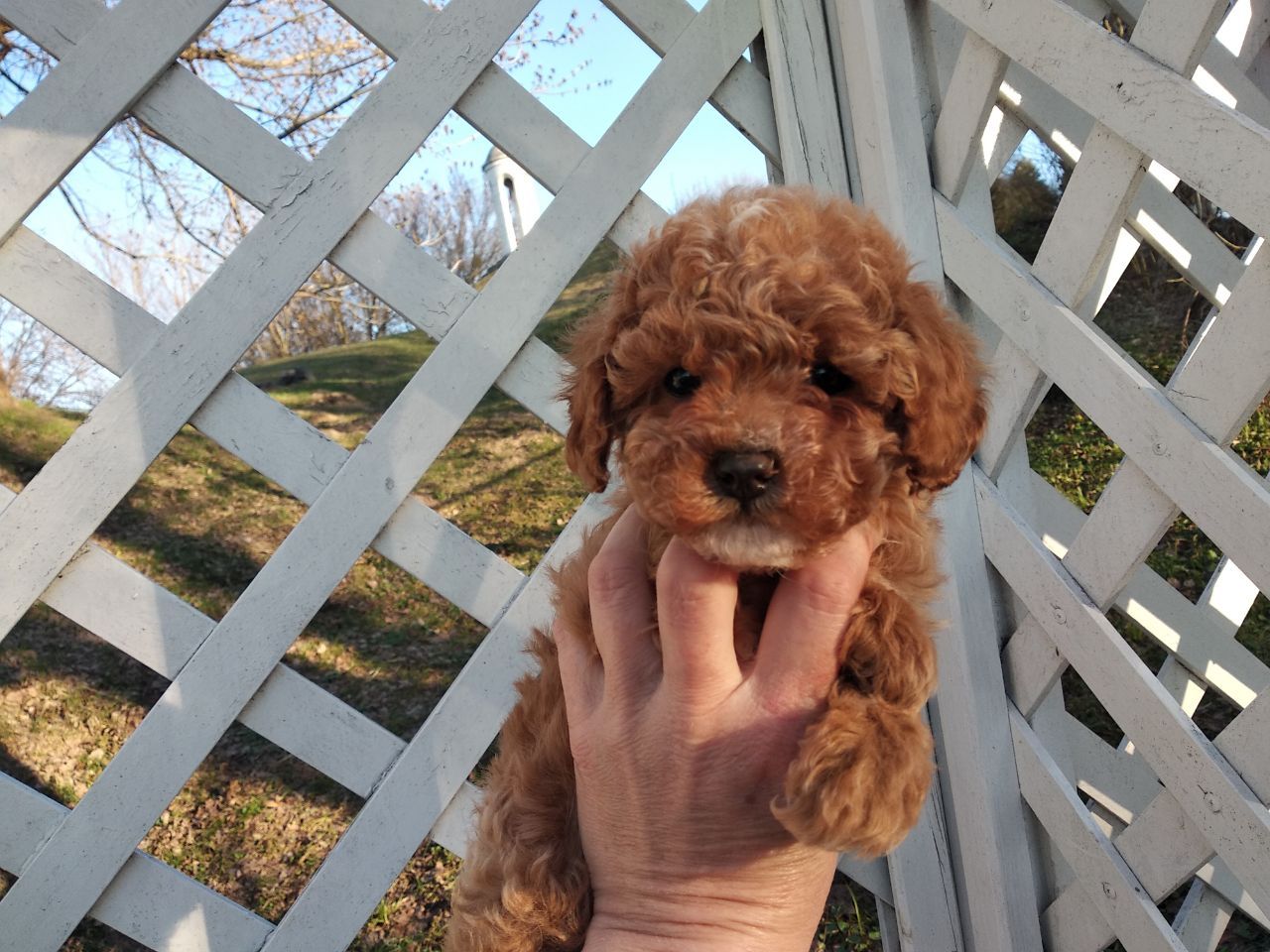 Цуценята мальтипу