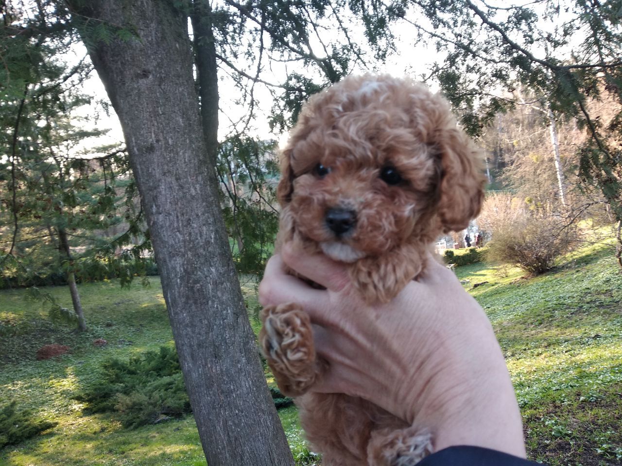 Цуценята мальтипу