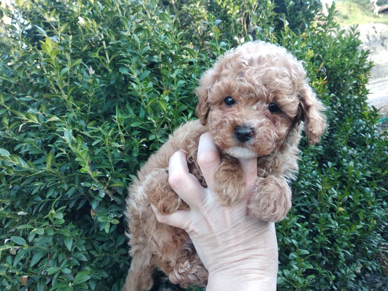 Цуценята мальтипу