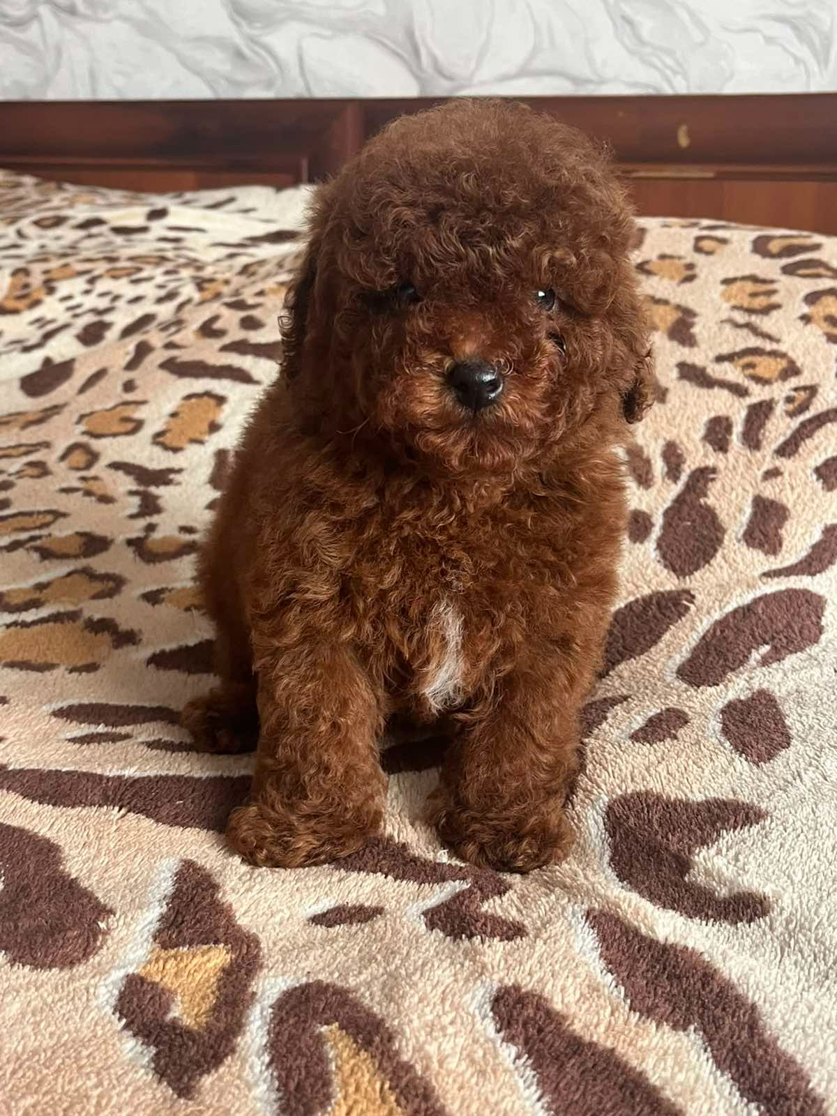 Той пудель мальчик