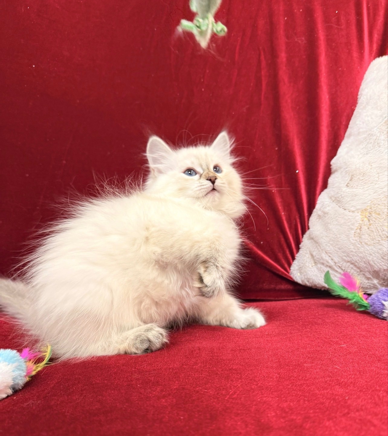 Невська маскарадна киця