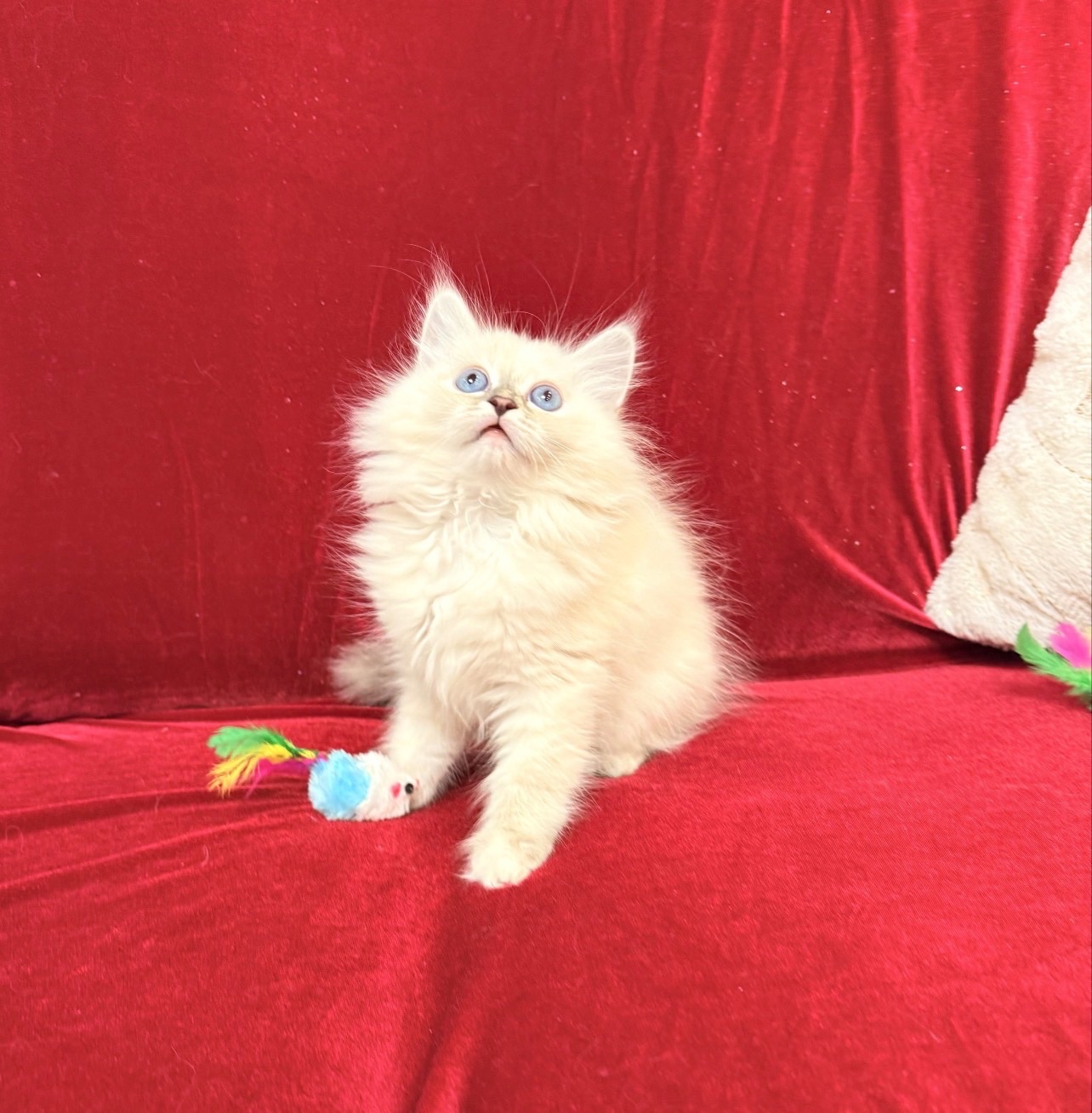 Невська маскарадна киця