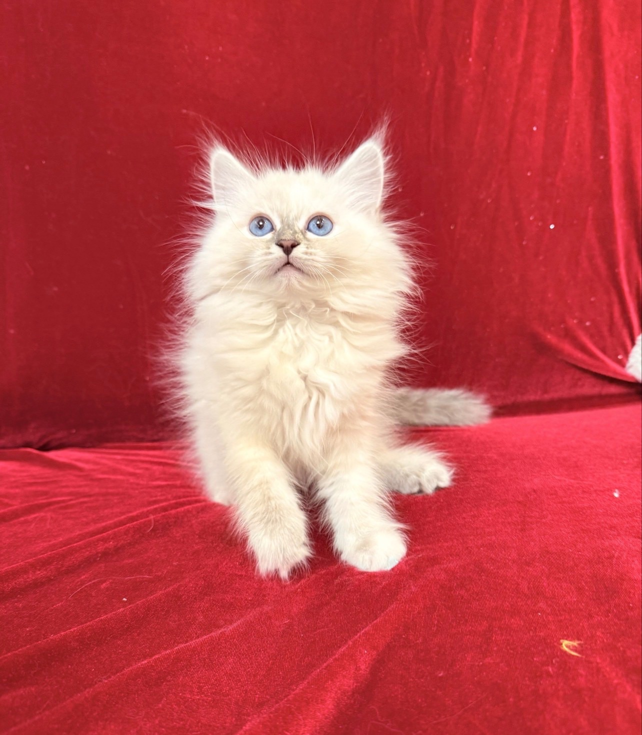 Кошеня невське маскарадне