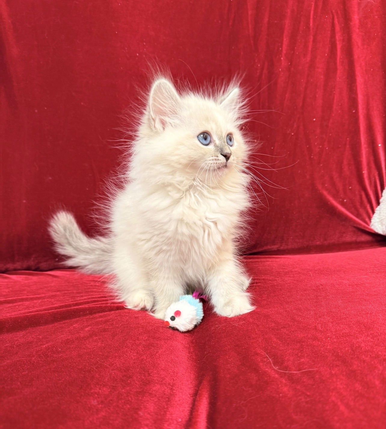 Кошеня невське маскарадне