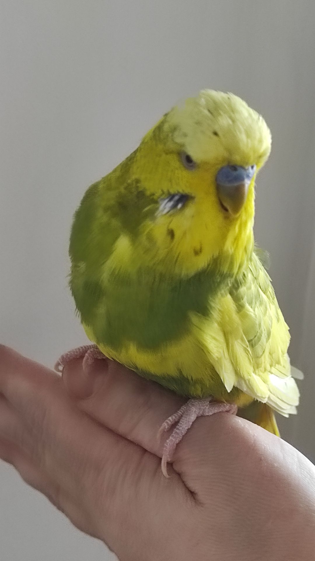 Волнистый попугай