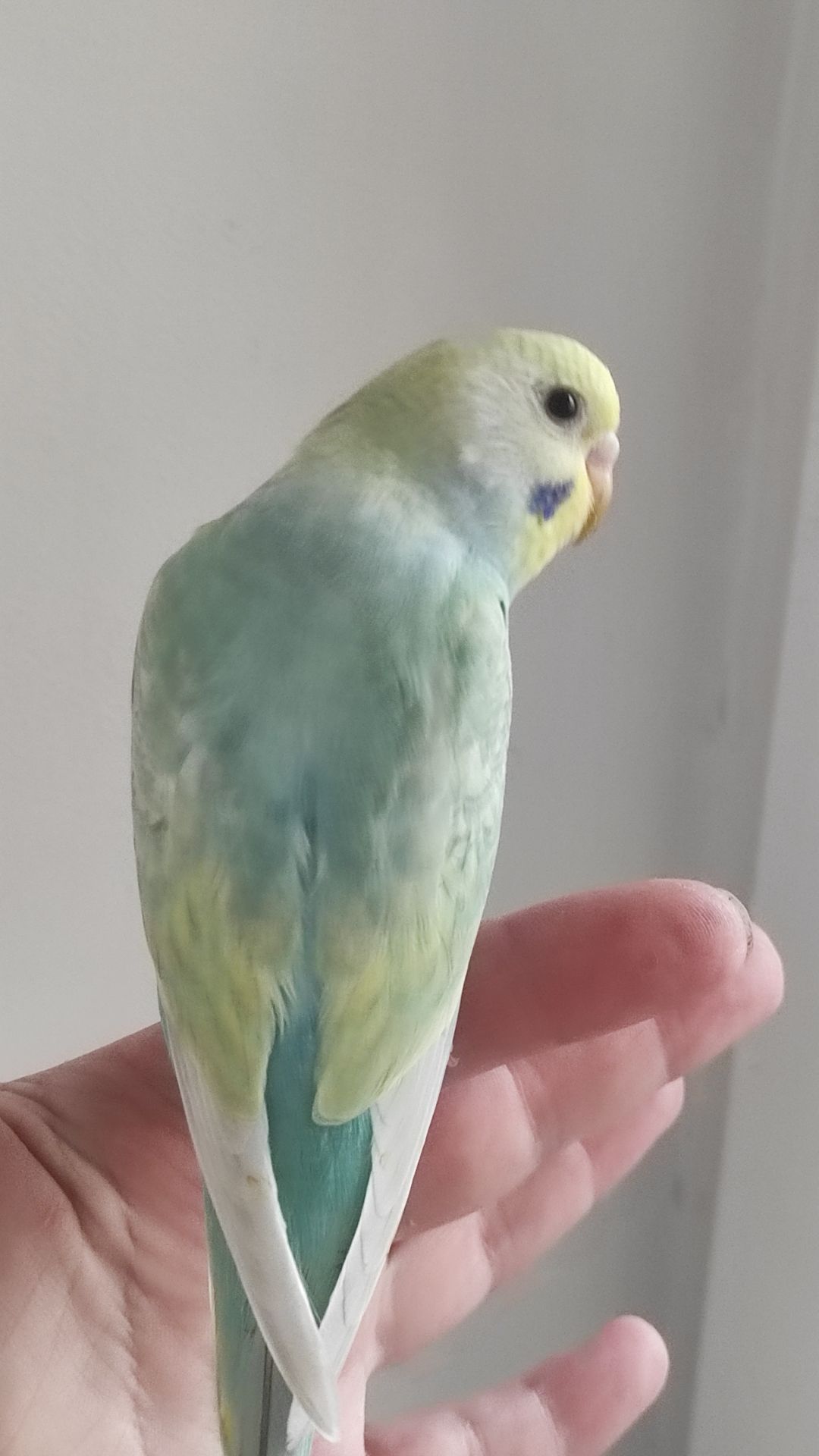 Волнистый попугай