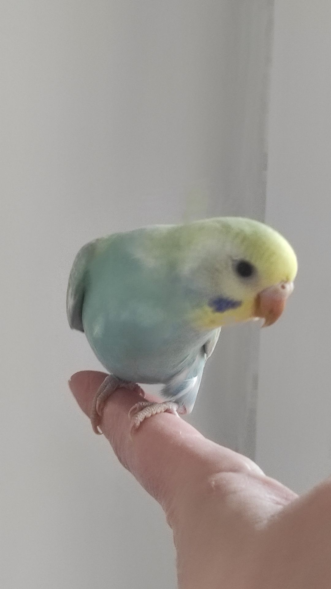 Волнистый попугай